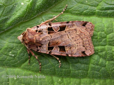 double square-spot (Xestia triangulum) Kenneth Noble